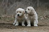 GOLDEN RETRIEVER 1128